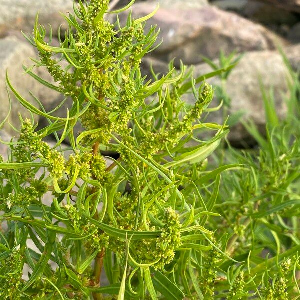 Rumex palustris Blomma