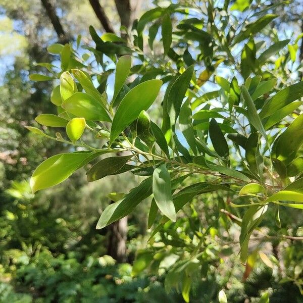 Acacia melanoxylon List