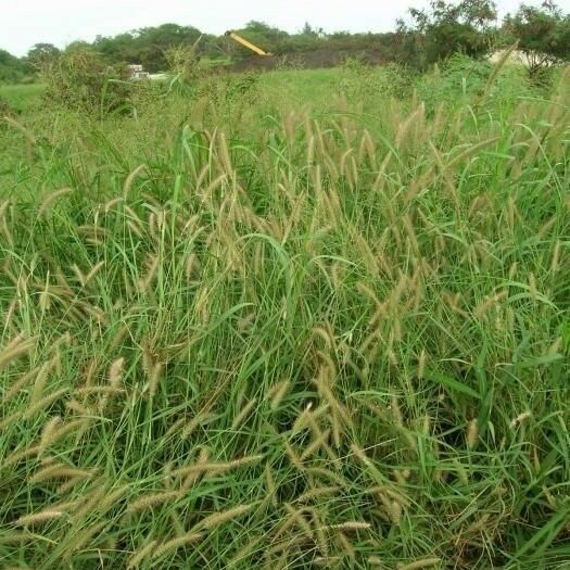 Pennisetum polystachion Habit