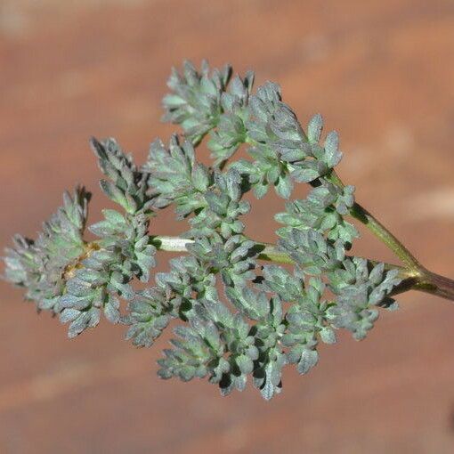 Lomatium roseanum Листок