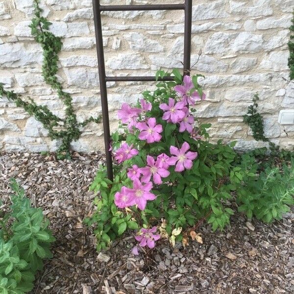 Clematis viticella Fiore