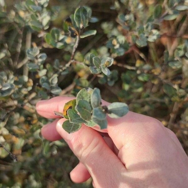 Salix repens Leaf