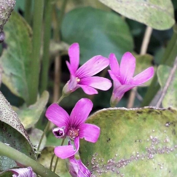 Oxalis articulata 花