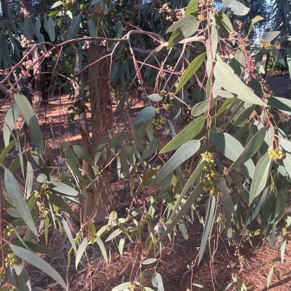 Eucalyptus globulus List