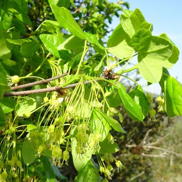 Acer monspessulanum Flor