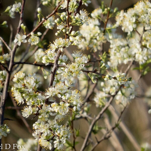 Prunus rivularis फूल