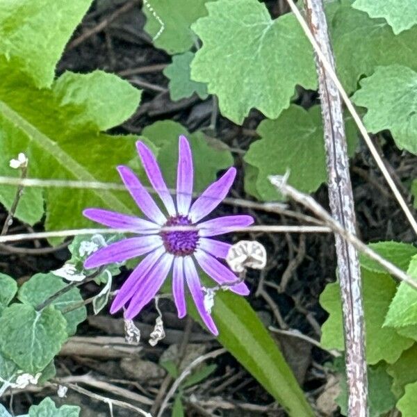 Pericallis lanata Flower