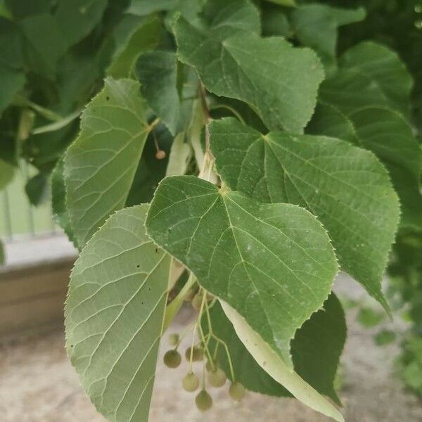 Tilia cordata Folha