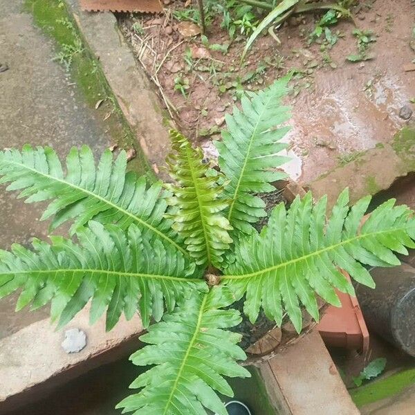 Blechnum brasiliense Листок