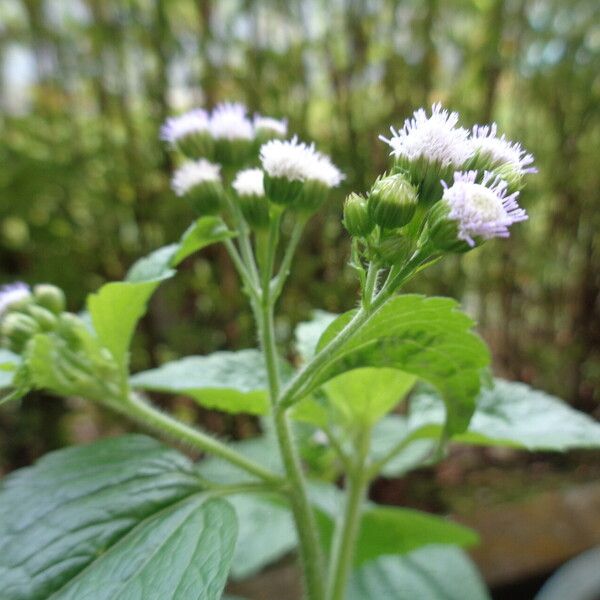 Ageratum conyzoides Flor