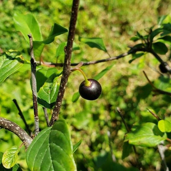 Frangula alnus Frutto