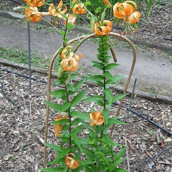 Lilium superbum ശീലം