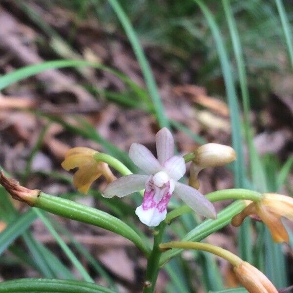 Oeceoclades monophylla Blüte