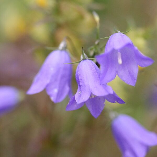 Campanula rotundifolia Flower