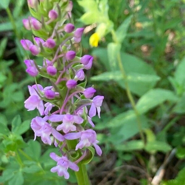 Gymnadenia conopsea Flor