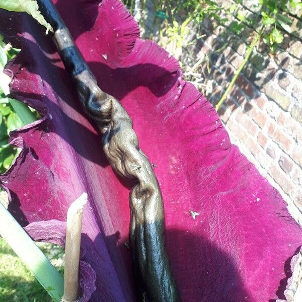 Dracunculus vulgaris Flower