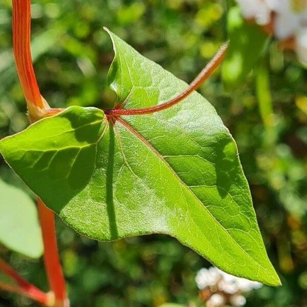 Fagopyrum esculentum Leaf
