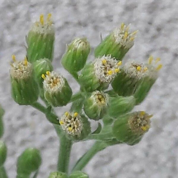 Erigeron sumatrensis फूल