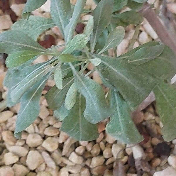 Salvia apiana পাতা