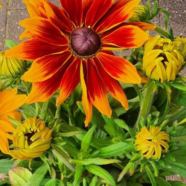 Rudbeckia hirta Drugo