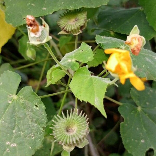 Abutilon theophrasti 花