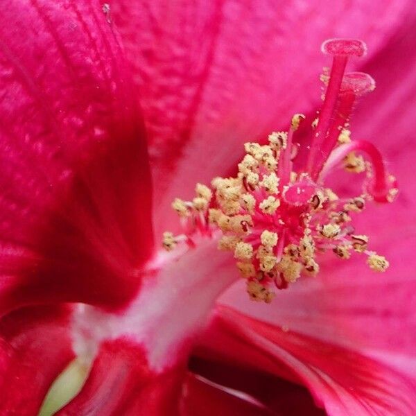 Hibiscus moscheutos Máis