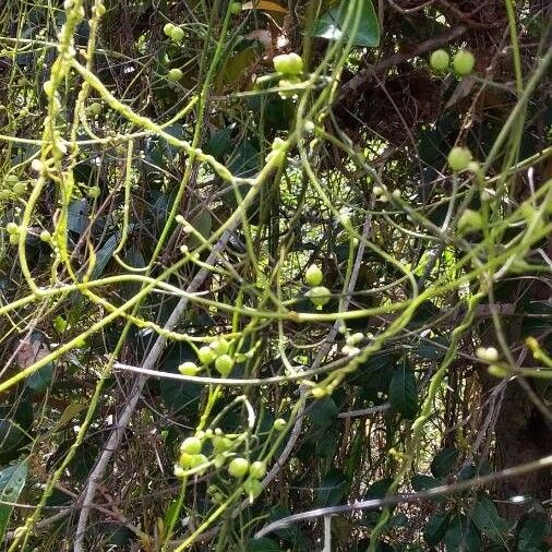 Cassytha filiformis Flower