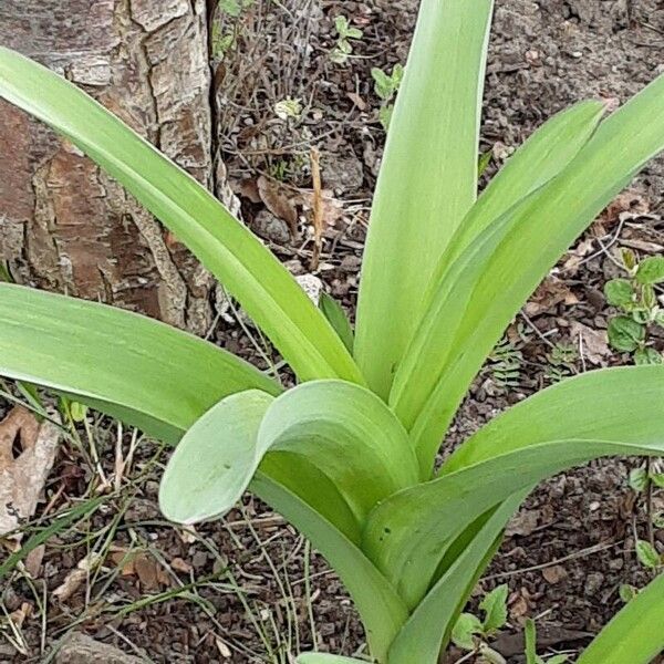 Allium giganteum Habitatea