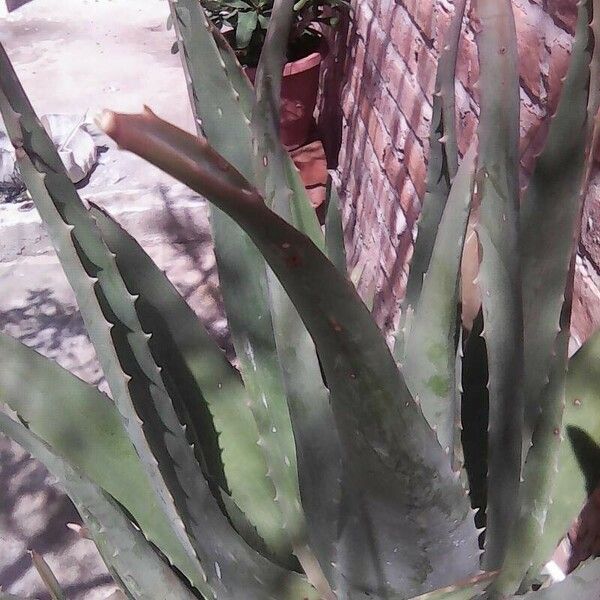 Aloe vera Lapas