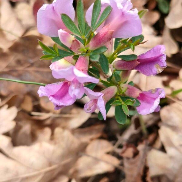 Chamaecytisus purpureus Λουλούδι