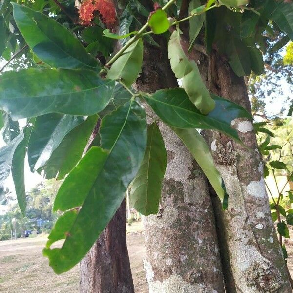 Saraca indica برگ