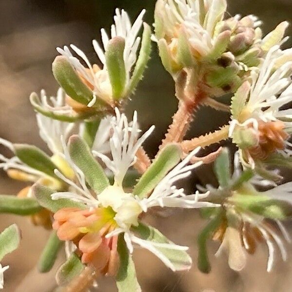 Reseda phyteuma Blüte