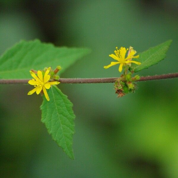 Triumfetta rhomboidea Blüte