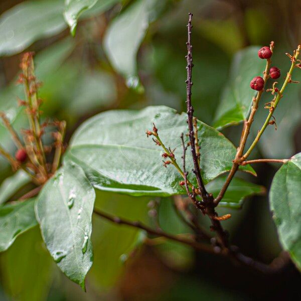 Mallotus philippensis पत्ता