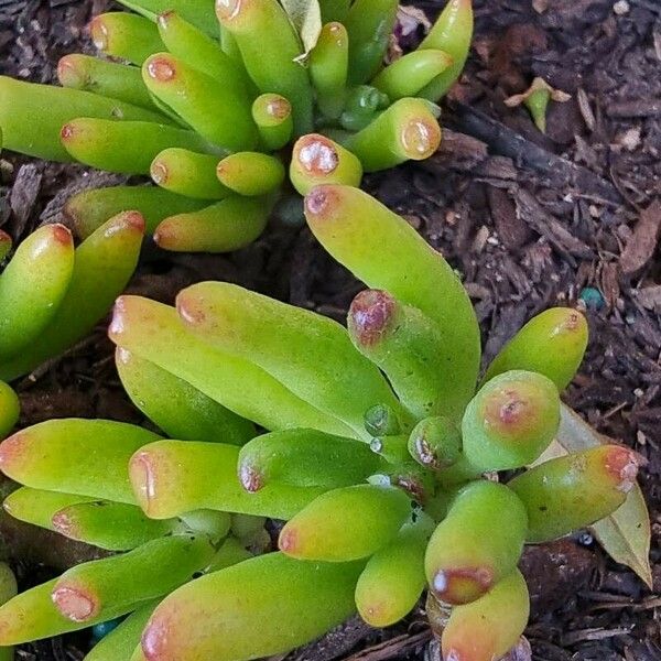 Sedum pachyphyllum Blad