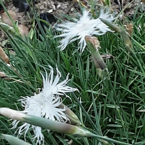 Dianthus arenarius Hábito