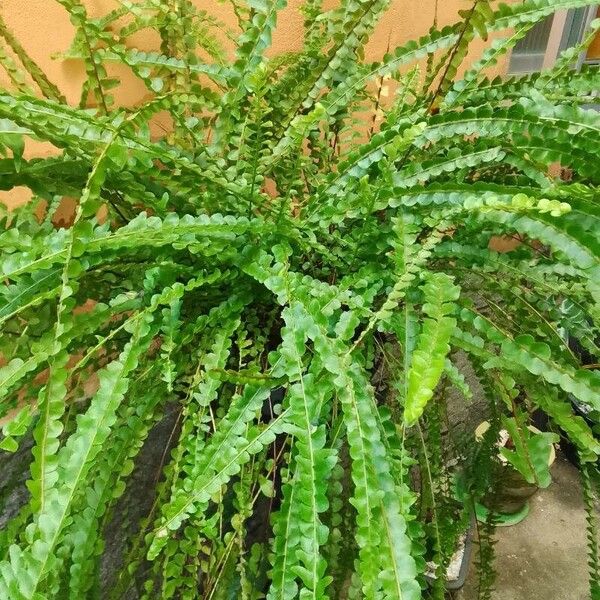 Nephrolepis cordifolia ഇല