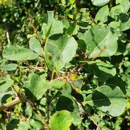 Flueggea virosa Leaf