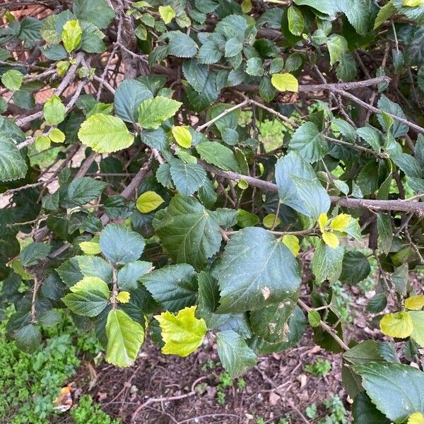 Betula pubescens Deilen