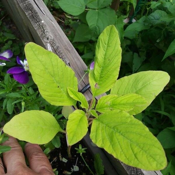 Amaranthus spinosus Hostoa