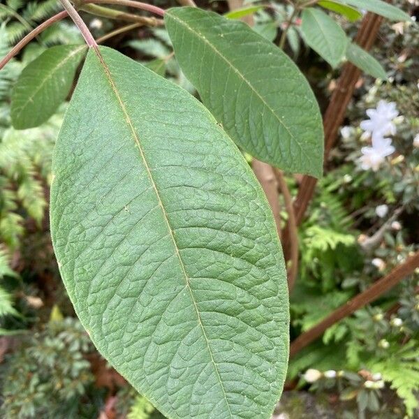 Fuchsia boliviana Φύλλο