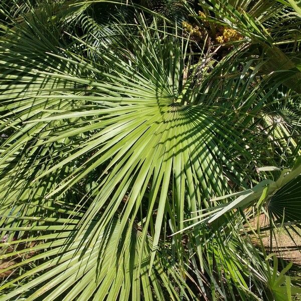 Chamaerops humilis Folha