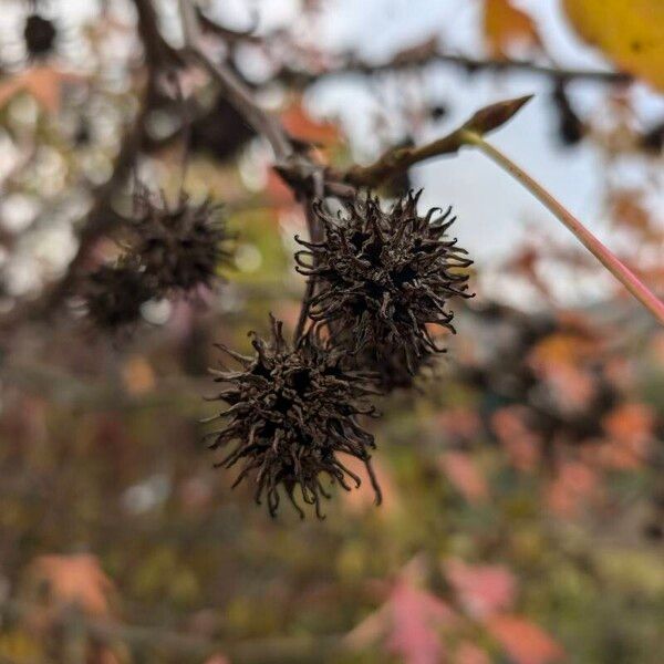 Liquidambar orientalis ᱡᱚ