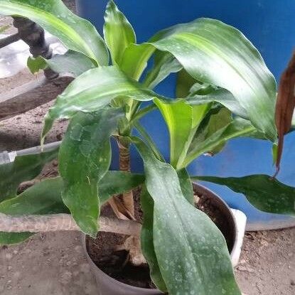 Dracaena fragrans Blad