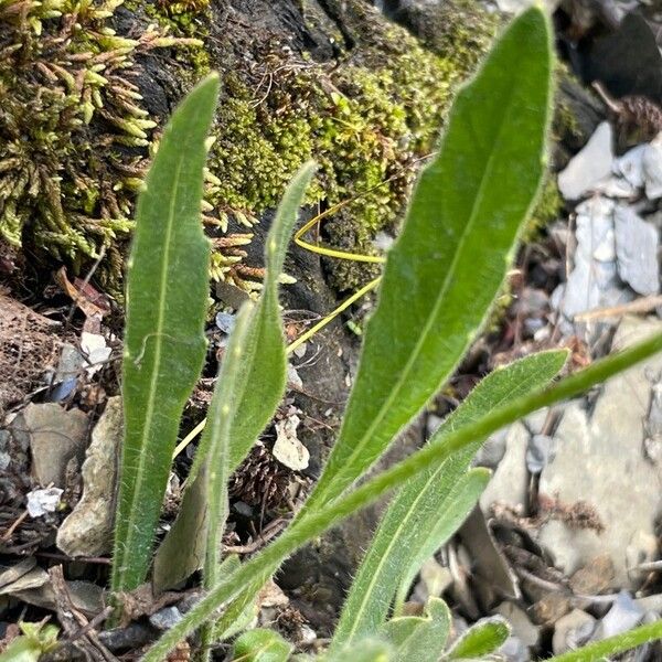 Biscutella laevigata Ліст