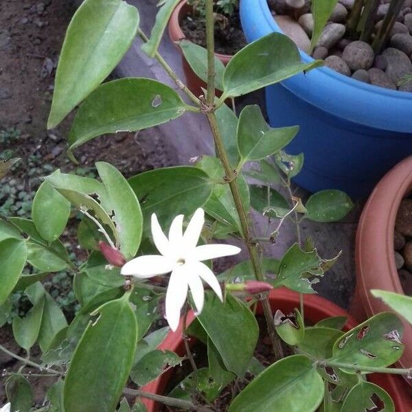 Jasminum laurifolium Virág