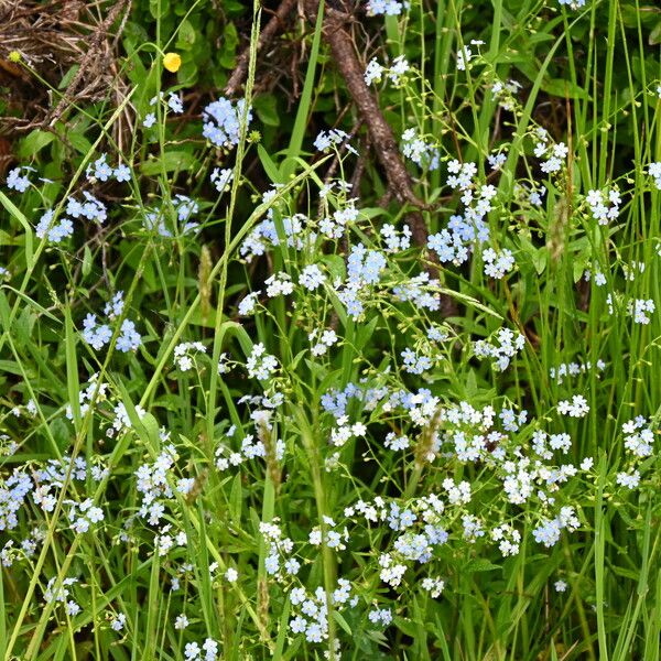 Myosotis nemorosa Hábitos