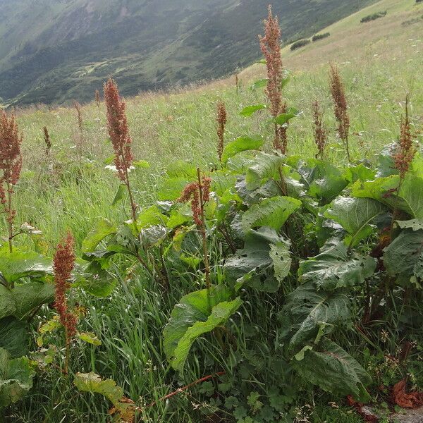 Rumex alpinus Çiçek