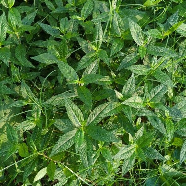 Persicaria pensylvanica Leaf