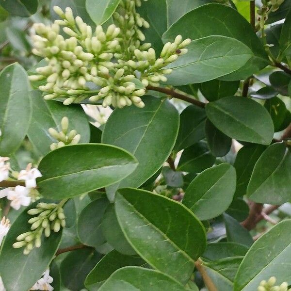 Ligustrum ovalifolium Leaf